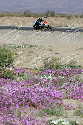 media/Feb-04-2023-SoCal Trackdays (Sat) [[8a776bf2c3]]/Turn 15 Inside Blooming (1050am)/